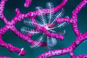 Crinoid (Crinoidea) on Soft coral (Alcyonacea). Derawan Islands, East Kalimantan Crinoid (Crinoidea) on Soft coral (Alcyonacea). Derawan Islands, East Kalimantan