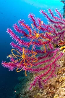 Echinoderm Gallery: Crinoid or feather star (Antedon mediterranea) on Violescent sea whip or Red sea fan