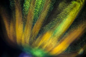 Crinoid (Oxycomanthus bennetti). Romeo Reef, Yillet, Misool, Raja Ampat, West Papua, Indonesia Crinoid (Oxycomanthus bennetti). Romeo Reef, Yillet, Misool, Raja Ampat, West Papua, Indonesia