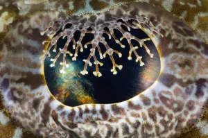 Crocodilefish (Cymbacephalus beauforti) close up detail of the retractable eye-lashes Crocodilefish (Cymbacephalus beauforti) close up detail of the retractable eye-lashes