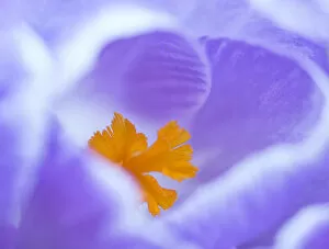 Images Dated 6th March 2016: Crocus flower (Crocus sp) stigma - close up