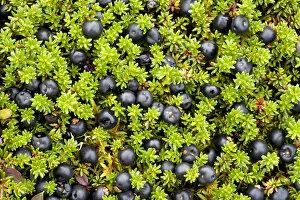 Crowberry (Empetrum nigrum hermaphroditum) with berries, Sarek National Park, Laponia