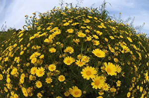 Crown daisies (Glebionis coronarium) flowering, Cyprus, April 2009 Crown daisies (Glebionis coronarium) flowering, Cyprus, April 2009