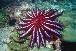 Images Dated 14th July 2004: Crown of thorns starfish {Acanthaster planci} Andaman Sea, Thailand