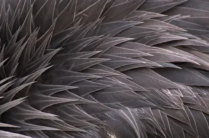 Crowned crane (Balearica regulorum) close-up of feathers, captive Crowned crane (Balearica regulorum) close-up of feathers, captive