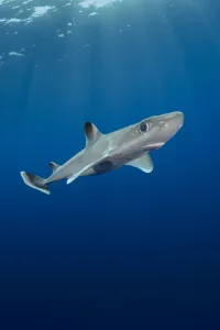 Cuban dogfish (Squalus cubensis). Exuma Sound, Bahamas Cuban dogfish (Squalus cubensis). Exuma Sound, Bahamas