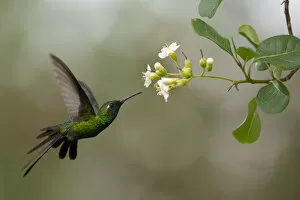 Apodiformes Gallery: Cuban emerald hummingbird (Chlorostilbon ricordii) Guanahacabibes Peninsula National Park