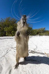 Cuban hutia (Capromys pilorides) stands up on its back legs on a tropical beach Cuban hutia (Capromys pilorides) stands up on its back legs on a tropical beach
