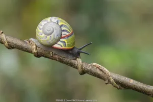 Cuban tree snail ( Polymita sulphurosa) collected near Moa, Cuba, Endangered Cuban tree snail ( Polymita sulphurosa) collected near Moa, Cuba, Endangered