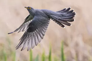 Cuculus Canorus Gallery: Cuckoo (Cuculus canorus) in flight, Germany, April. May