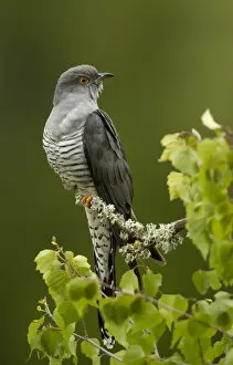 Cuculus Canorus Gallery: Cuckoo (Cuculus canorus) perched on a branch. Thursley Common, Surrey, UK, May