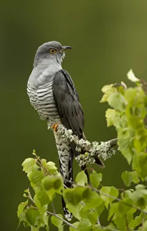 Cuckoo (Cuculus canorus) perched on a branch. Thursley Common, Surrey, UK, May Cuckoo (Cuculus canorus) perched on a branch. Thursley Common, Surrey, UK, May