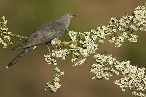 Cuckoo (Cuculus canorus) perched on Hawthorn blossom, Surrey, England, May