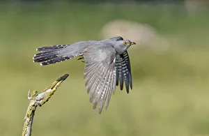 Cuckoo (Cuculus canorus) taking flight from its perch. Buckinghamshire, UK, June Cuckoo (Cuculus canorus) taking flight from its perch. Buckinghamshire, UK, June