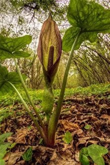 Cuckoo pint or Lords and Ladies (Arum maculatum) in Lower Woods, Gloucestershire, UK Cuckoo pint or Lords and Ladies (Arum maculatum) in Lower Woods, Gloucestershire, UK