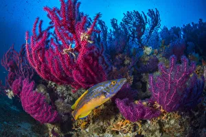 Cuckoo wrasse (Labrus mixtus) male in front of Red sea fan, (Paramuricea clavata) Cuckoo wrasse (Labrus mixtus) male in front of Red sea fan, (Paramuricea clavata)