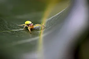 Cucumber spider (Araniella cucurbitina) Exeter, Devon , UK Cucumber spider (Araniella cucurbitina) Exeter, Devon , UK