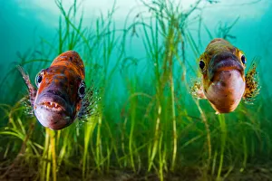 Cunner (Tautogolabrus adspersus) pair in Eelgrass (Zostera marina) bed Cunner (Tautogolabrus adspersus) pair in Eelgrass (Zostera marina) bed