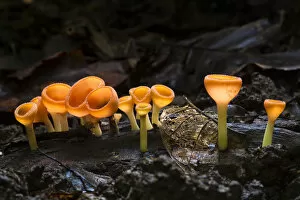 Pezizales Gallery: Cup fungus (Cookeina sp) growing on decaying wood on the rainforest floor, Corcovado National Park