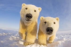Images Dated 30th October 2011: Two curious young Polar bears (Ursus maritimus), Barter Island