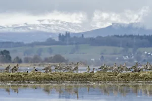 Roost Gallery: Curlew (Numenius arquata) roosting on saltmarsh, Cromarty Firth, Scotland, UK April