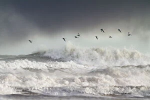 December Gallery: Curlews (Numenius arquata) group flying over the sea during storm. Wales, UK December