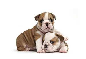 Images Dated 21st November 2013: Two cute bulldog pups, 5 weeks, against white background