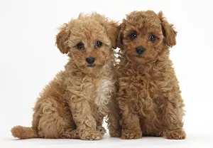 Two cute red Toy Poodle puppies, against white background Two cute red Toy Poodle puppies, against white background
