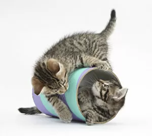 Images Dated 11th May 2012: Two cute tabby kittens, Stanley and Fosset, 7 weeks, playing with a tube