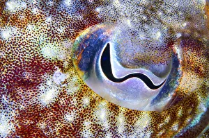 Cuttlefish (Sepia officinalis) close up of eye, Tenerife, Canary Islands Cuttlefish (Sepia officinalis) close up of eye, Tenerife, Canary Islands