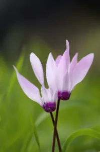 Two Cyclamen (Cyclamen persicum) flowers, Akamas peninsula, Cyprus, April 2009 Two Cyclamen (Cyclamen persicum) flowers, Akamas peninsula, Cyprus, April 2009