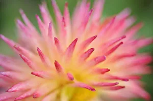 Dahlia cultivar {Dahlia sp} abstract close up of petal formation, UK Dahlia cultivar {Dahlia sp} abstract close up of petal formation, UK
