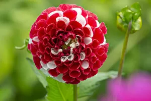 Asterales Gallery: Dahlia York and Lancaster flower, cultivated plant growing in garden border