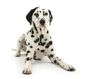 Dalmatian dog, Jack, 5 years, with one black ear, lying with head up, against white Dalmatian dog, Jack, 5 years, with one black ear, lying with head up, against white