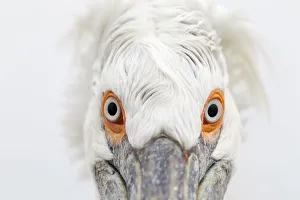 Dalmatian Pelican (Pelecanus crispus) head on close up portrait. Lake Kerkini, Greece Dalmatian Pelican (Pelecanus crispus) head on close up portrait. Lake Kerkini, Greece