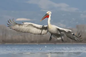 Dalmatian pelican (Pelecanus crispus) landing on Lake Kerkini, Macedonia, Greece Dalmatian pelican (Pelecanus crispus) landing on Lake Kerkini, Macedonia, Greece