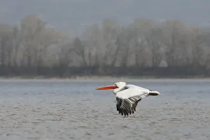 Dalmatian pelican (Pelecanus crispus) flying over Lake Kerkini, Macedonia, Greece Dalmatian pelican (Pelecanus crispus) flying over Lake Kerkini, Macedonia, Greece