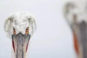 Dalmatian Pelican (Pelecanus crispus) portrait, Lake Kerkini, Greece Dalmatian Pelican (Pelecanus crispus) portrait, Lake Kerkini, Greece