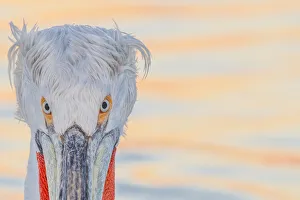 Dalmatian pelican (Pelecanus crispus) portrait, Lake Kerkini, Greece, February Dalmatian pelican (Pelecanus crispus) portrait, Lake Kerkini, Greece, February