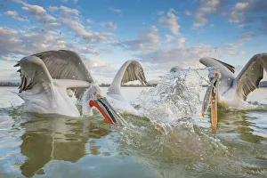 Dalmatian pelican (Pelicanus crispus) group squabbling over fish, Lake Kerkini, Greece Dalmatian pelican (Pelicanus crispus) group squabbling over fish, Lake Kerkini, Greece