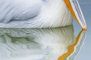 Dalmatian pelican (Pelicanus crispus) close up of beak tip reflected in water of Lake Dalmatian pelican (Pelicanus crispus) close up of beak tip reflected in water of Lake