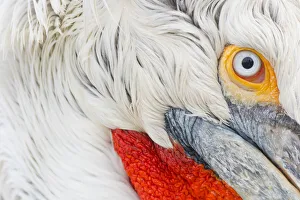 Dalmatian pelican (Pelicanus crispus) close up of head, in breeding plumage Dalmatian pelican (Pelicanus crispus) close up of head, in breeding plumage
