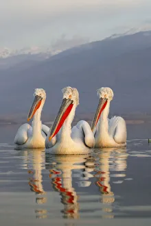 Three Dalmatian Pelicans (Pelecanus crispus) portrait on lake. Lake Kerkini, Greece Three Dalmatian Pelicans (Pelecanus crispus) portrait on lake. Lake Kerkini, Greece