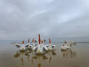 Dalmatian pelicans (Pelecanus crispus) squabbling over fish, Lake Kerkini, Greece, February Dalmatian pelicans (Pelecanus crispus) squabbling over fish, Lake Kerkini, Greece, February