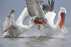 Dalmatian pelicans (Pelecanus crispus) fighting for fish. Lake Kerkini, Greece. February. Vulnerable species Dalmatian pelicans (Pelecanus crispus) fighting for fish. Lake Kerkini, Greece. February. Vulnerable species