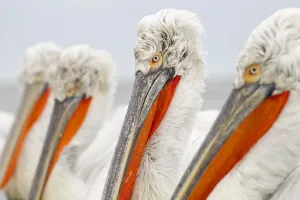 Dalmatian Pelicans (Pelecanus crispus) portrait. Lake Kerkini, Greece, March 2012 Dalmatian Pelicans (Pelecanus crispus) portrait. Lake Kerkini, Greece, March 2012