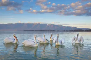 Dalmatian pelicans (Pelicanus crispus) flock on water, Lake Kerkini, Greece Dalmatian pelicans (Pelicanus crispus) flock on water, Lake Kerkini, Greece