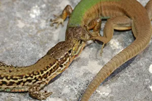 Dalmatian wall lizard, (Podarcis melisellensis), fight between two males with distinct Dalmatian wall lizard, (Podarcis melisellensis), fight between two males with distinct