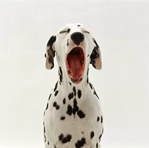 Images Dated 25th July 2007: Dalmation yawning portrait