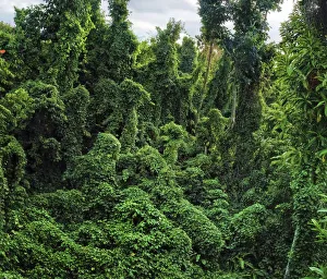 Damaged forest overgrown by various vines, a typical scene in western part of Dominica Damaged forest overgrown by various vines, a typical scene in western part of Dominica
